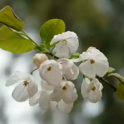 Foto von Carolina-Schneeglöckchenbaum (Halesia carolina)