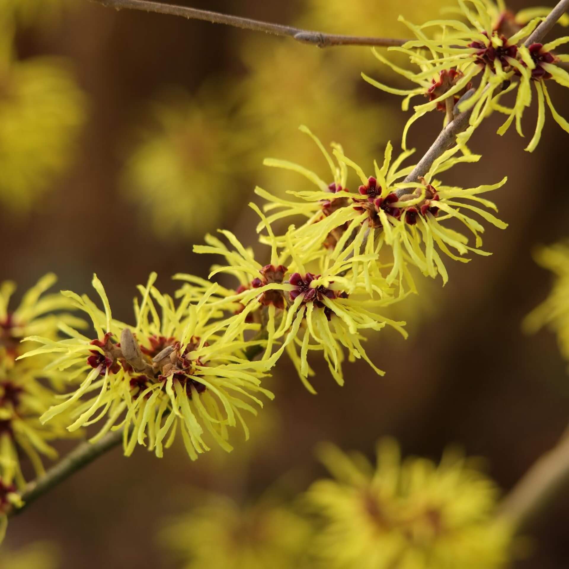 Japanische Zaubernuss (Hamamelis japonica)