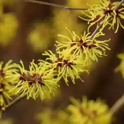 Foto von Japanische Zaubernuss (Hamamelis japonica)