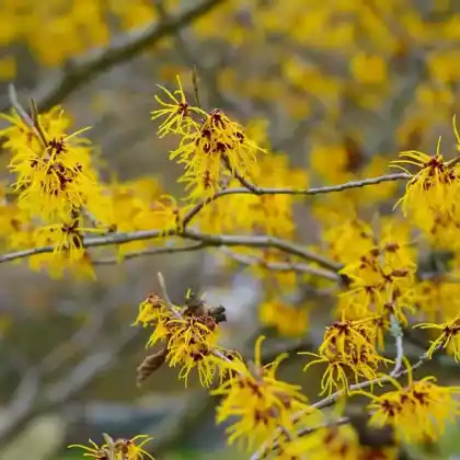 Foto von Herbstblühende Virginische-Zaubernuss (Hamamelis virginiana)