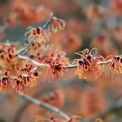 Foto von Hybrid-Zaubernuss (Hamamelis x intermedia)