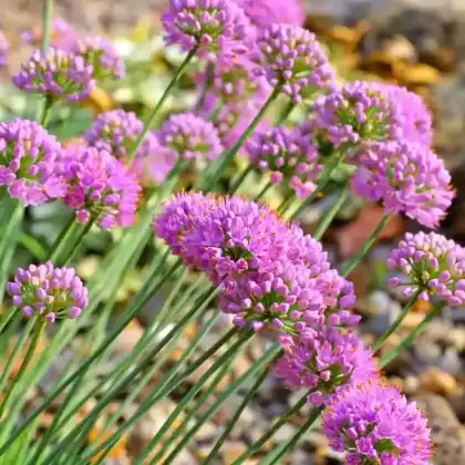 Foto von Blauer Wildlauch (Allium senescens subsp. glaucum)