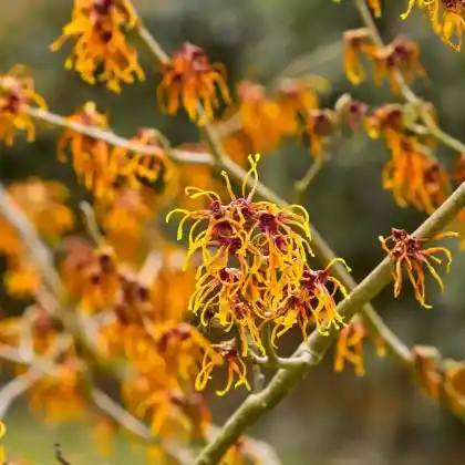 Foto von Zaubernuss 'Aphrodite' (Hamamelis x intermedia 'Aphrodite')