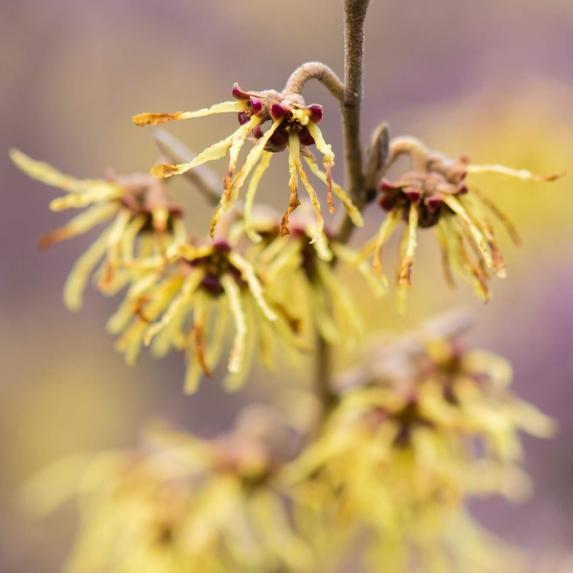 Zaubernuss 'Arnold Promise' (Hamamelis x intermedia 'Arnold Promise')