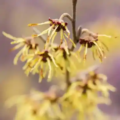 Foto von Zaubernuss 'Arnold Promise' (Hamamelis x intermedia 'Arnold Promise')