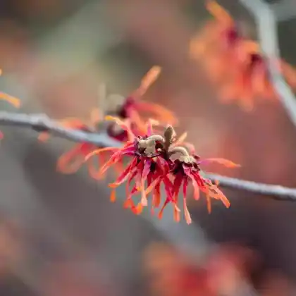 Foto von Rote Zaubernuss 'Diane' (Hamamelis x intermedia 'Diane')