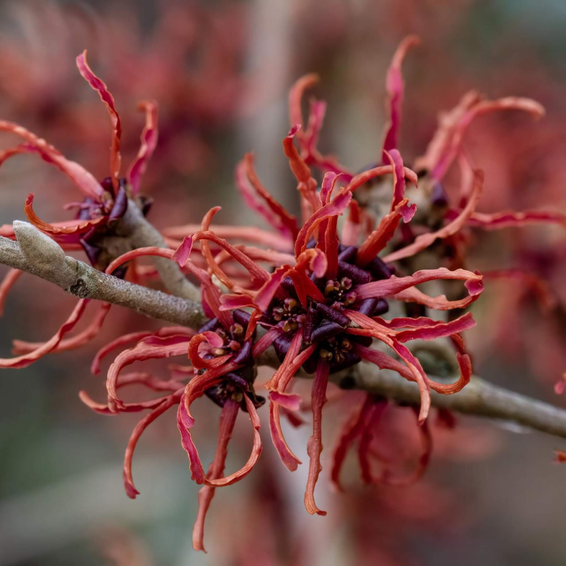 Zaubernuss 'Rubin' (Hamamelis x intermedia 'Rubin')