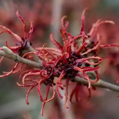 Foto von Zaubernuss 'Rubin' (Hamamelis x intermedia 'Rubin')