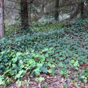 Hedera helix
