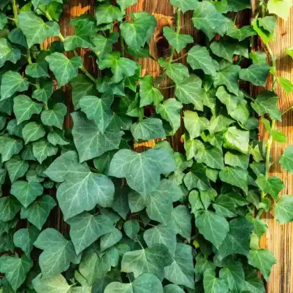 Foto von Efeu (Hedera helix)
