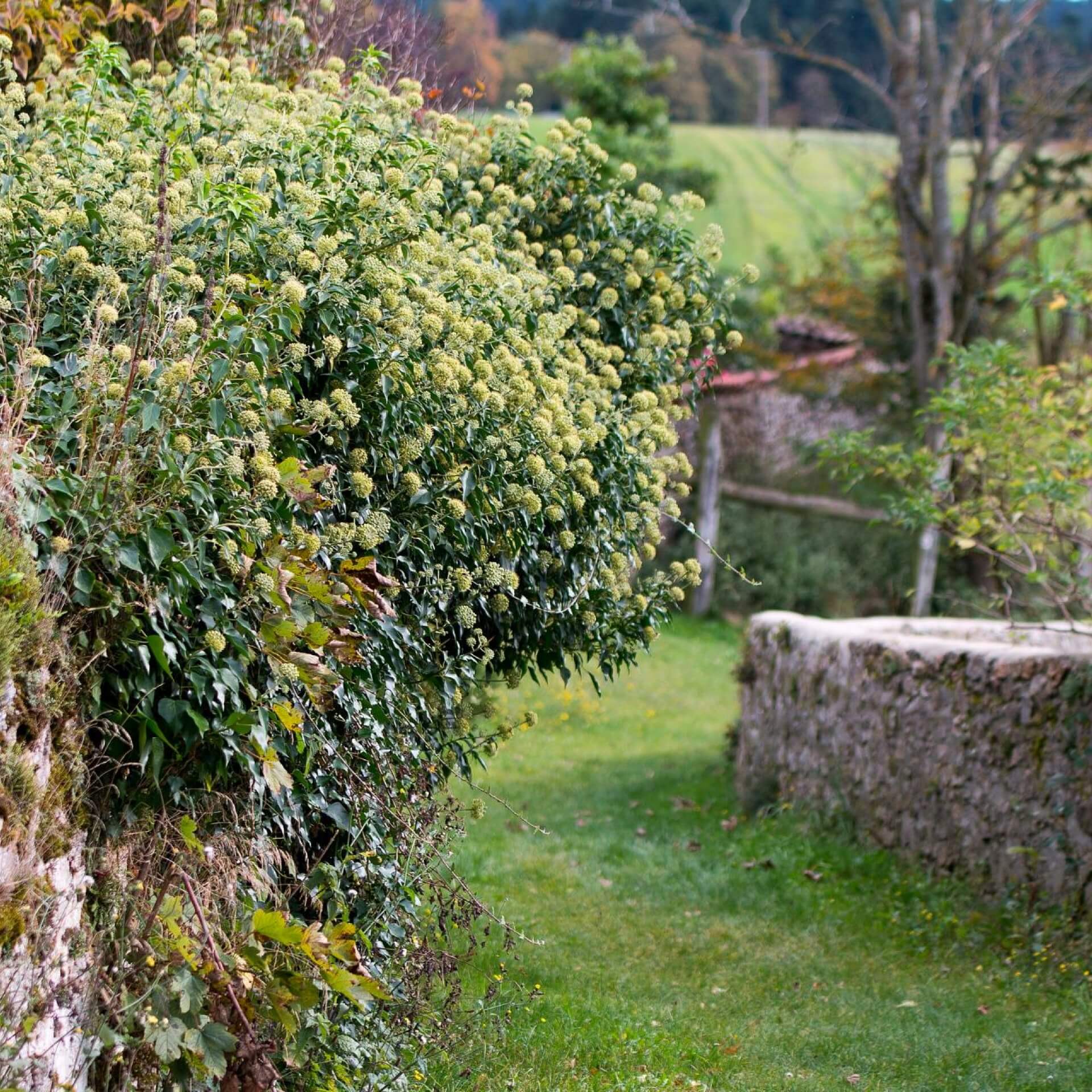 Strauch-Efeu 'Arborescens' (Hedera helix 'Arborescens')