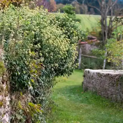 Foto von Strauch-Efeu 'Arborescens' (Hedera helix 'Arborescens')
