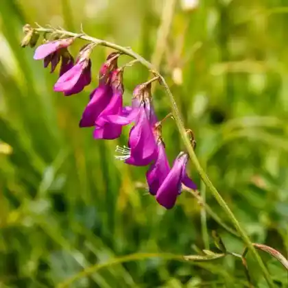 Foto von Alpen-Süßklee (Hedysarum hedysaroides)