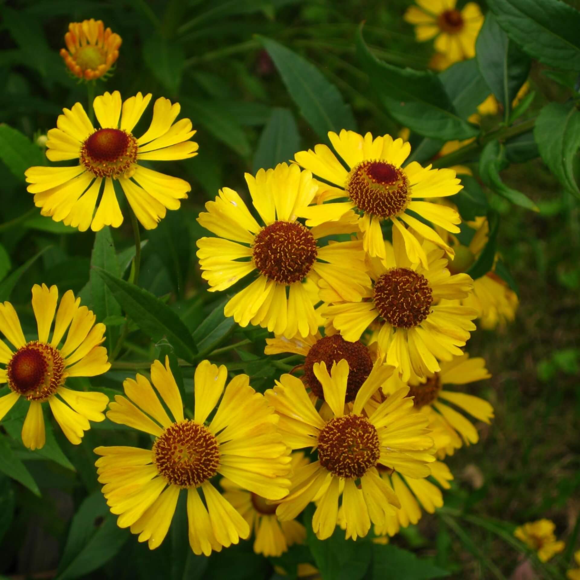 Gewöhnliche Sonnenbraut (Helenium autumnale)