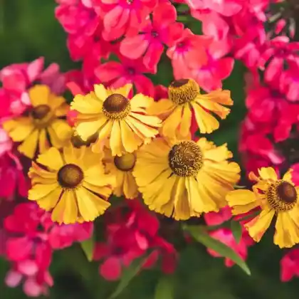Foto von Sonnenbraut 'The Bishop' (Helenium bigelovii 'The Bishop')