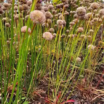 Foto von Berg-Lauch (Allium senescens subsp. montanum)
