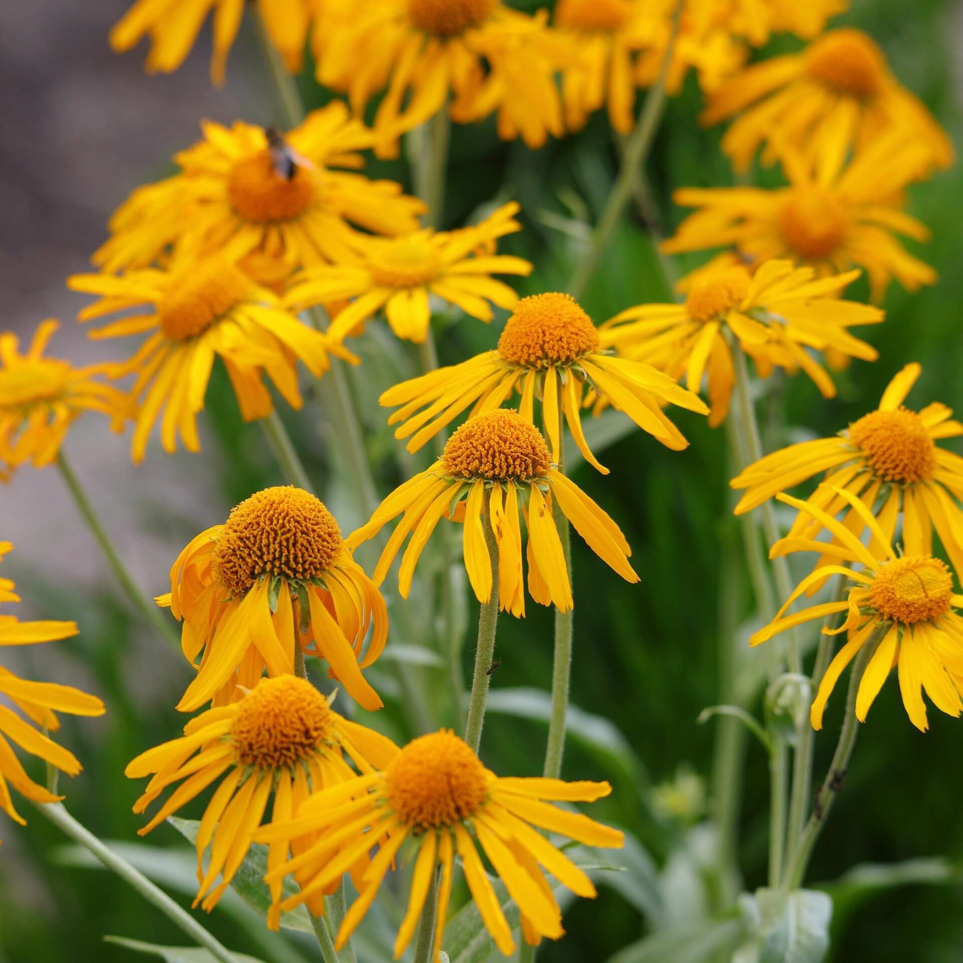 Hoppes Sonnenbraut  (Helenium hoopesii)