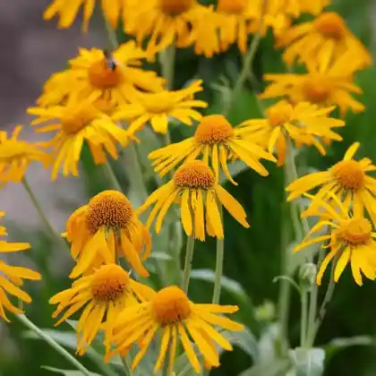 Foto von Hoppes Sonnenbraut  (Helenium hoopesii)