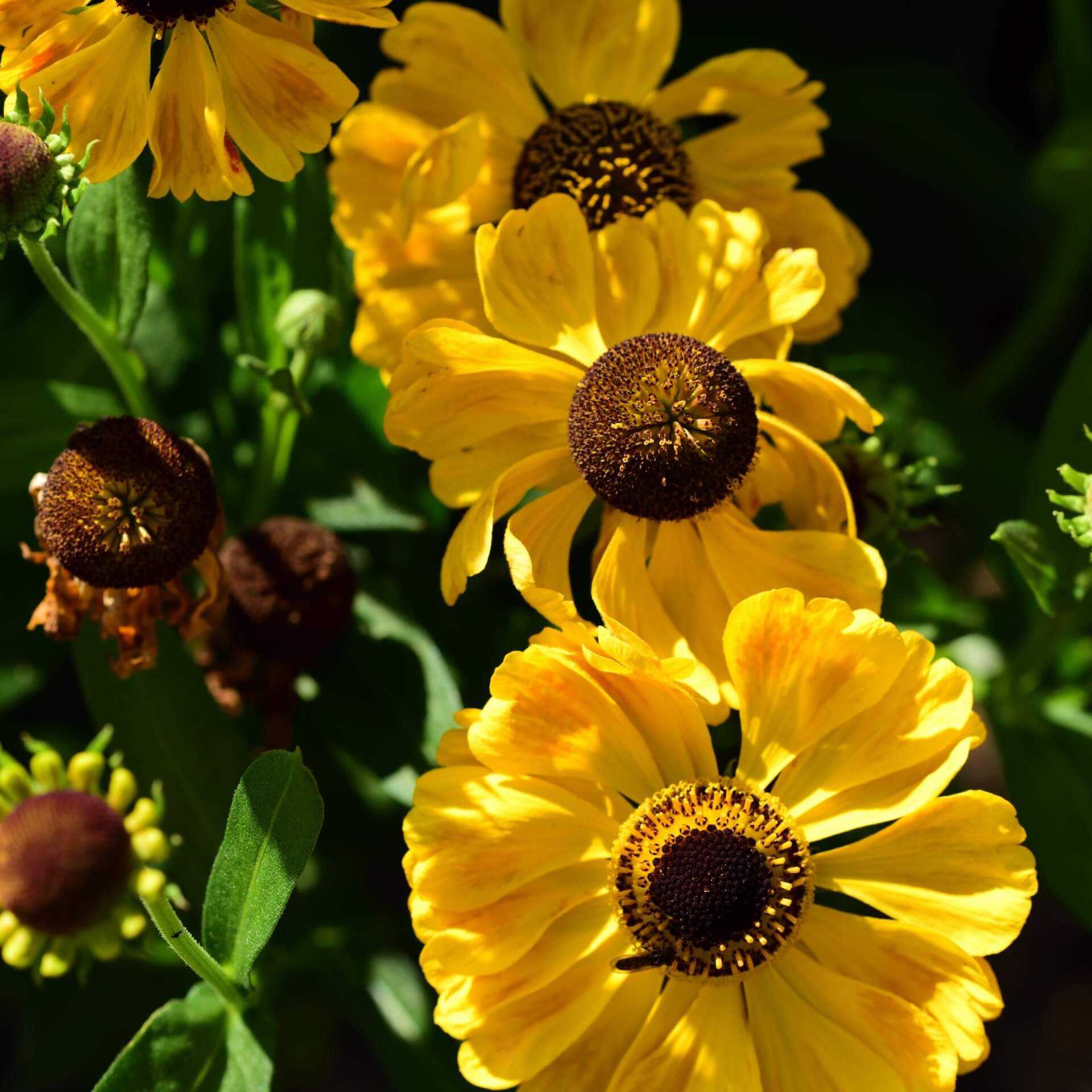 Sonnenbraut 'El Dorado' (Helenium x cultorum 'El Dorado')