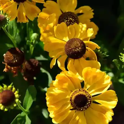 Foto von Sonnenbraut 'El Dorado' (Helenium x cultorum 'El Dorado')
