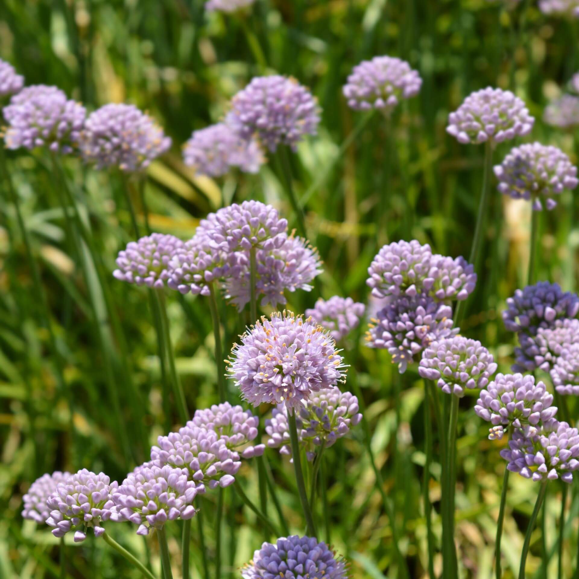 Ausdauernder Lauch (Allium senescens subsp. senescens)