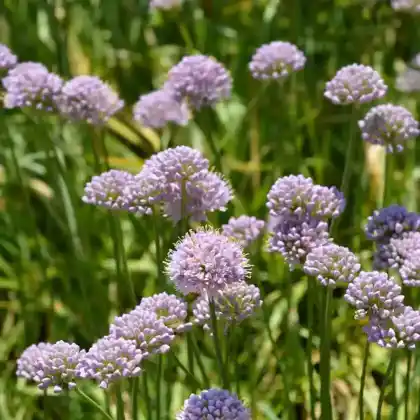 Foto von Ausdauernder Lauch (Allium senescens subsp. senescens)