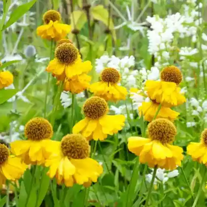 Foto von Sonnenbraut 'Kanaria' (Helenium x cultorum 'Kanaria')