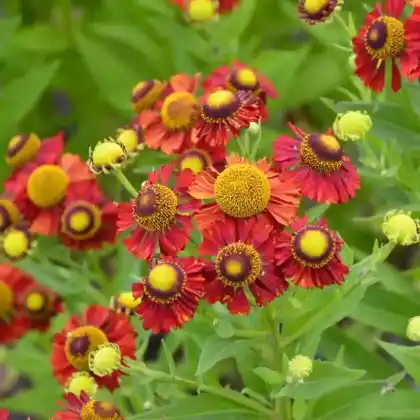 Foto von Sonnenbraut 'Königstiger' (Helenium x cultorum 'Königstiger')