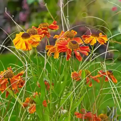 Foto von Sonnenbraut 'Kupferzwerg' (Helenium x cultorum 'Kupferzwerg')