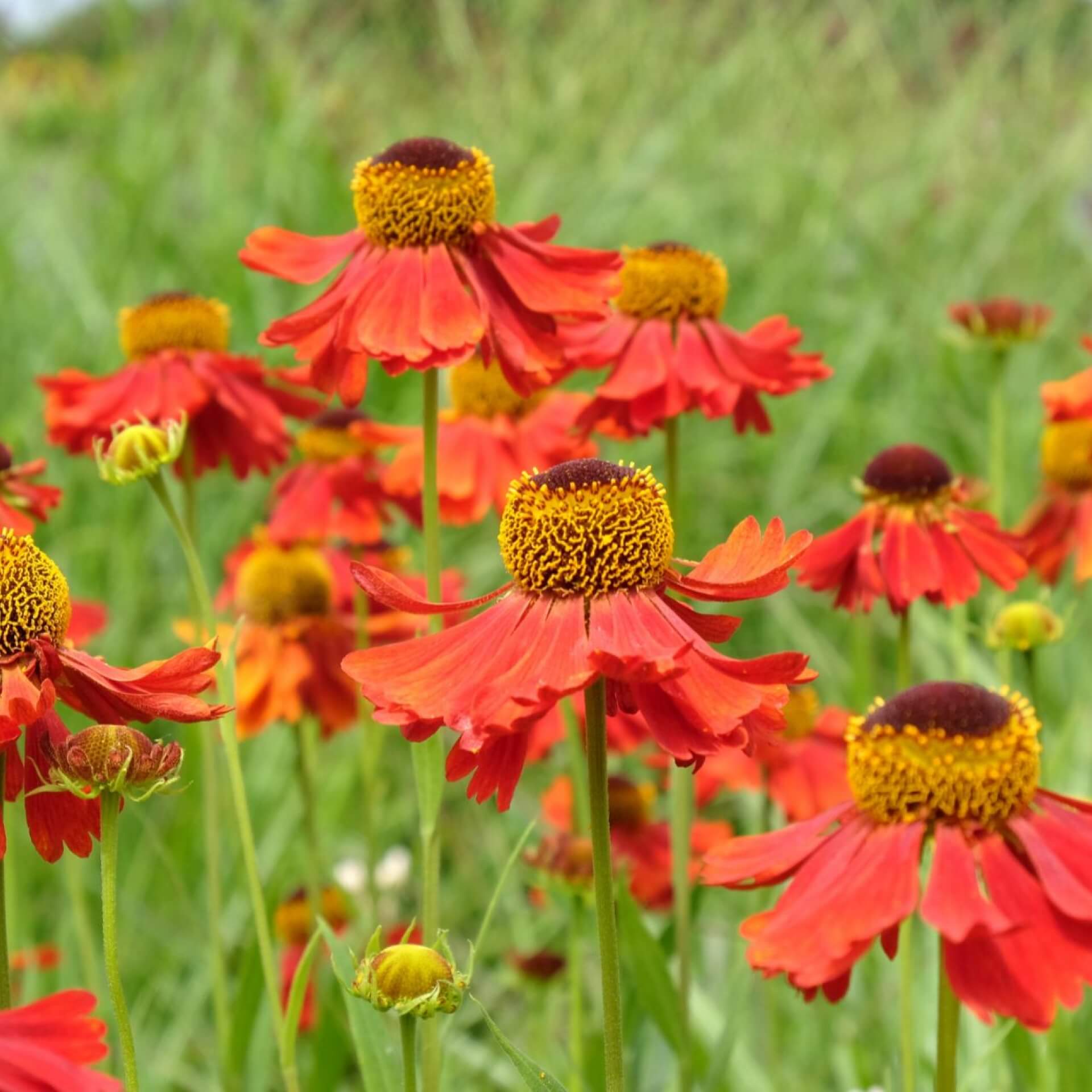 Sonnenbraut 'Moerheim Beauty' (Helenium x cultorum 'Moerheim Beauty')