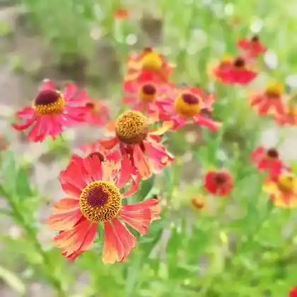 Foto von Sonnenbraut 'Rubinzwerg' (Helenium x cultorum 'Rubinzwerg')
