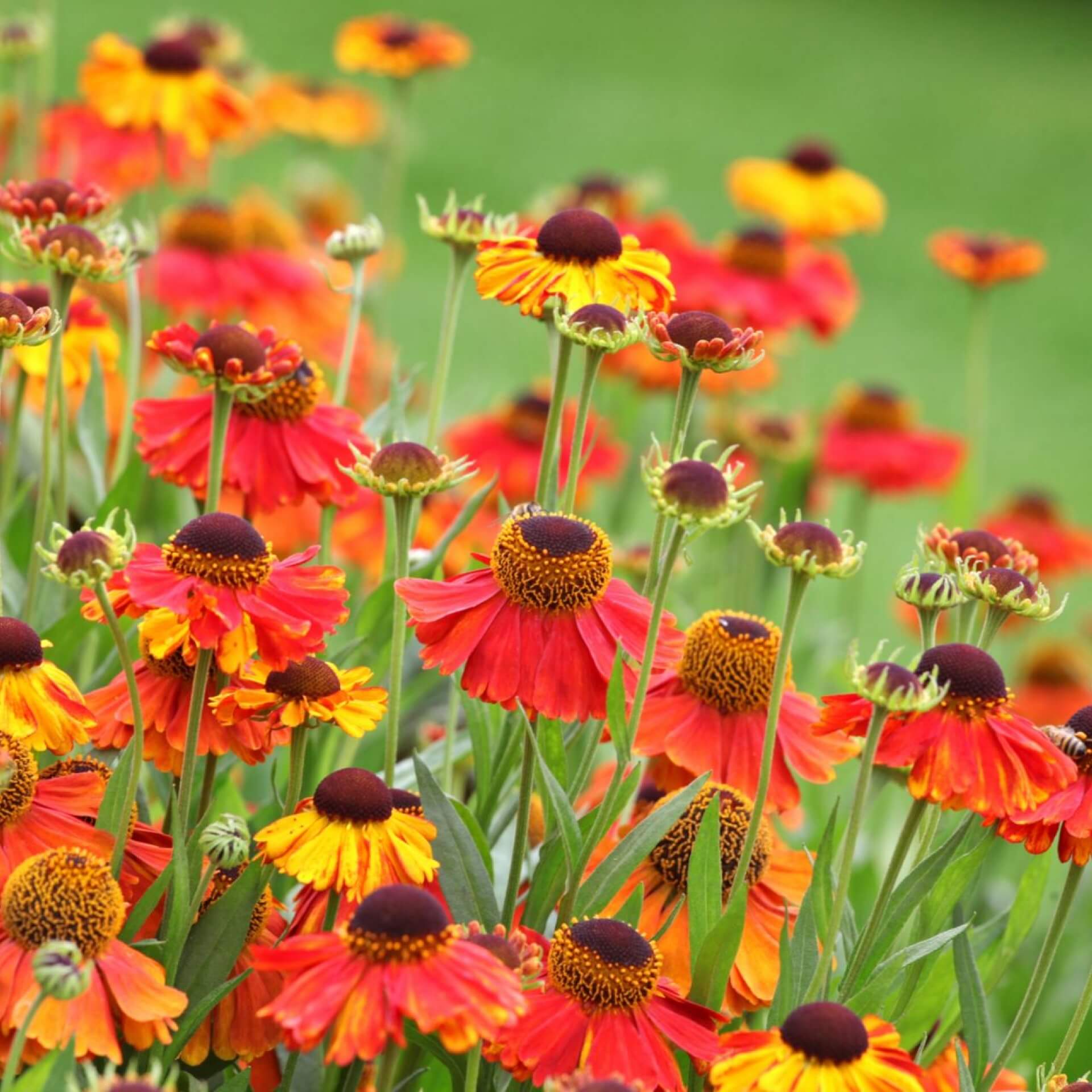 Sonnenbraut 'Sahin's Early Flowerer' (Helenium x cultorum 'Sahin's Early Flowerer')