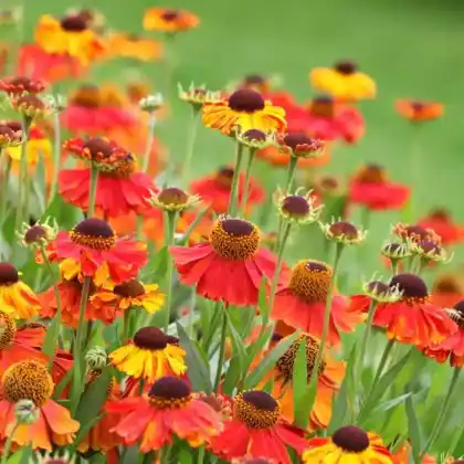 Foto von Sonnenbraut 'Sahin's Early Flowerer' (Helenium x cultorum 'Sahin's Early Flowerer')