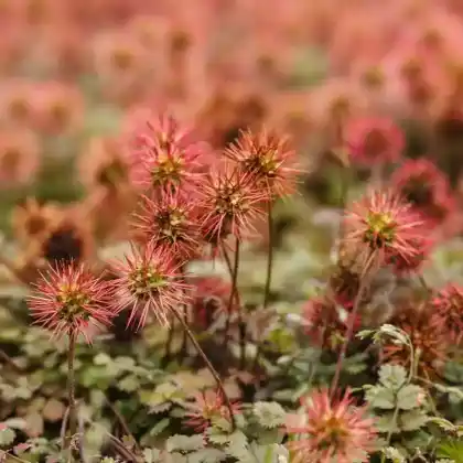 Foto von Braunblättriges Stachelnüsschen (Acaena microphylla)