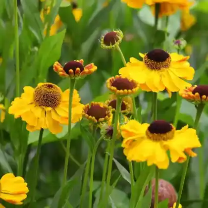 Foto von Sonnenbraut 'Wesergold' (Helenium x cultorum 'Wesergold')