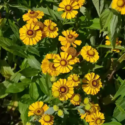 Foto von Sonnenbraut 'Zimbelstern' (Helenium x hybrida 'Zimbelstern')