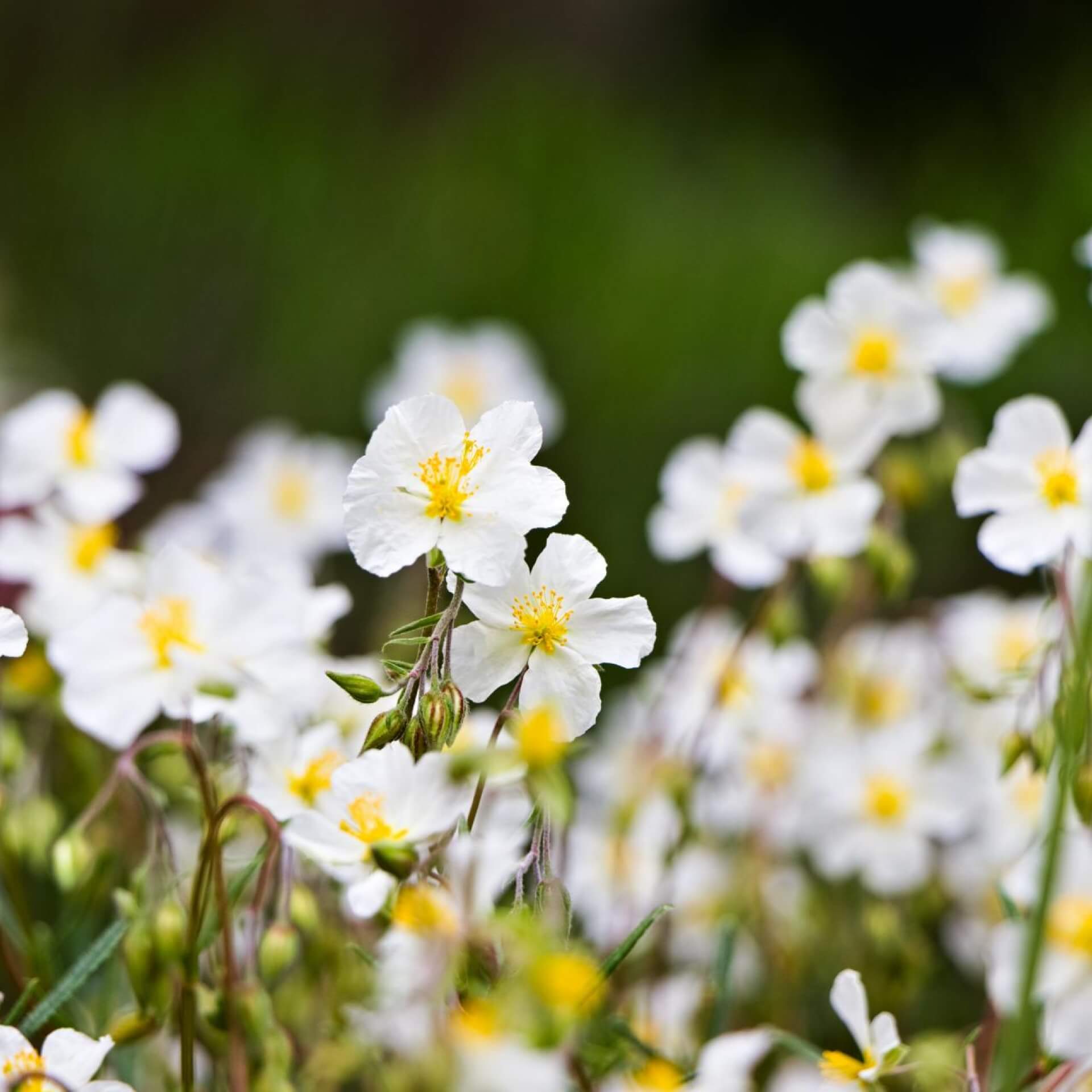 Apenninen-Sonnenröschen (Helianthemum apenninum)