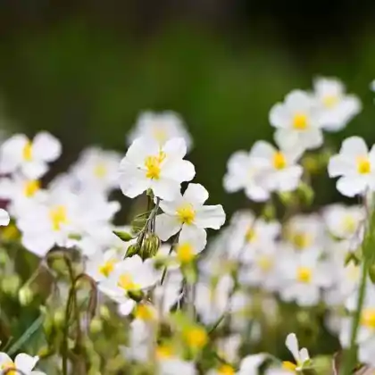 Foto von Apenninen-Sonnenröschen (Helianthemum apenninum)