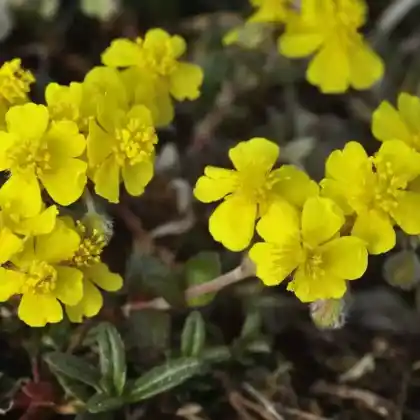 Foto von Graues Sonnenröschen (Helianthemum canum)