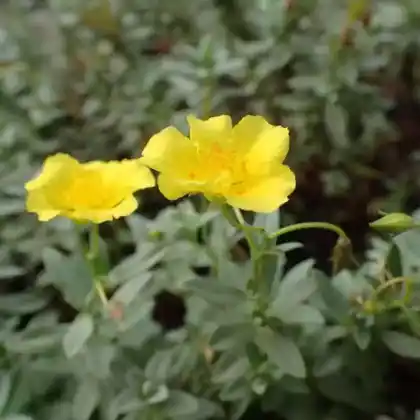 Foto von Mondfleckiges Sonnenröschen (Helianthemum lunulatum)