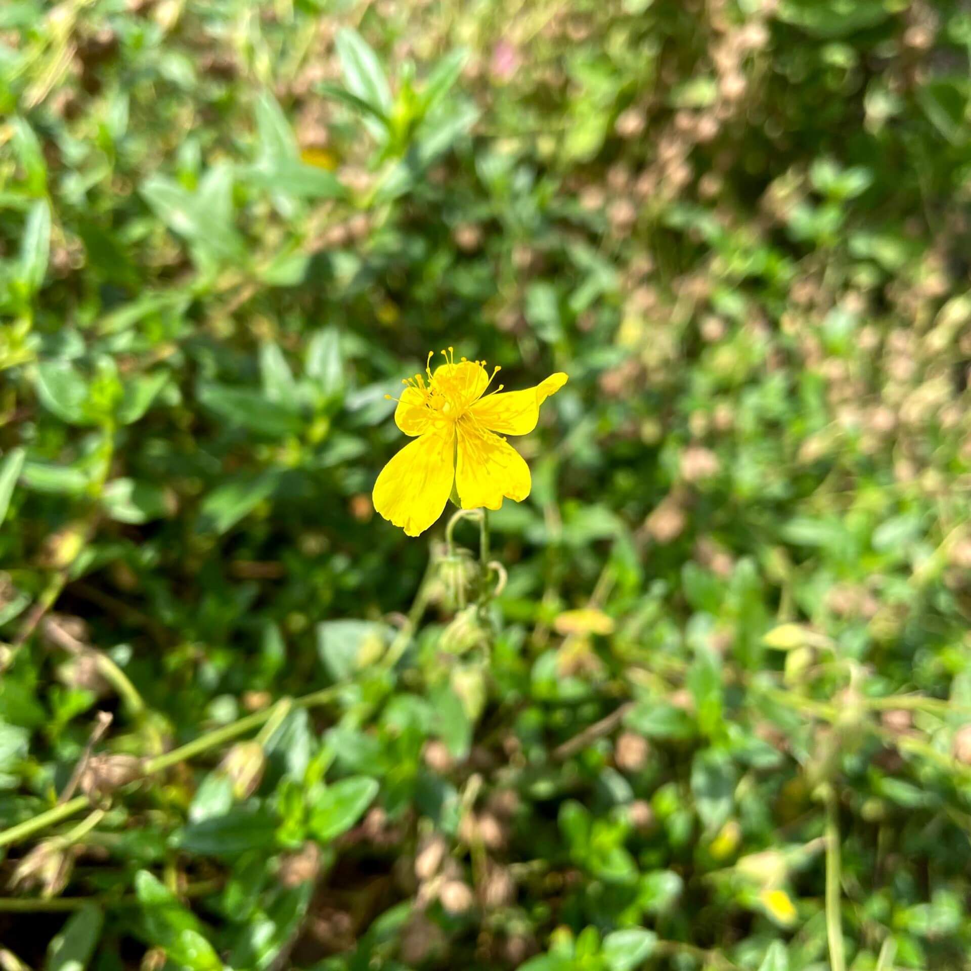 Gelbes Sonnenröschen (Helianthemum nummularium)