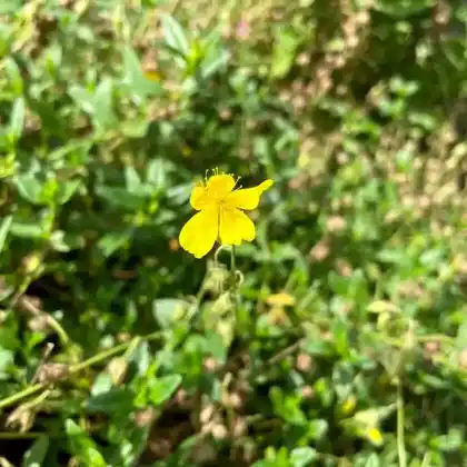 Foto von Gelbes Sonnenröschen (Helianthemum nummularium)