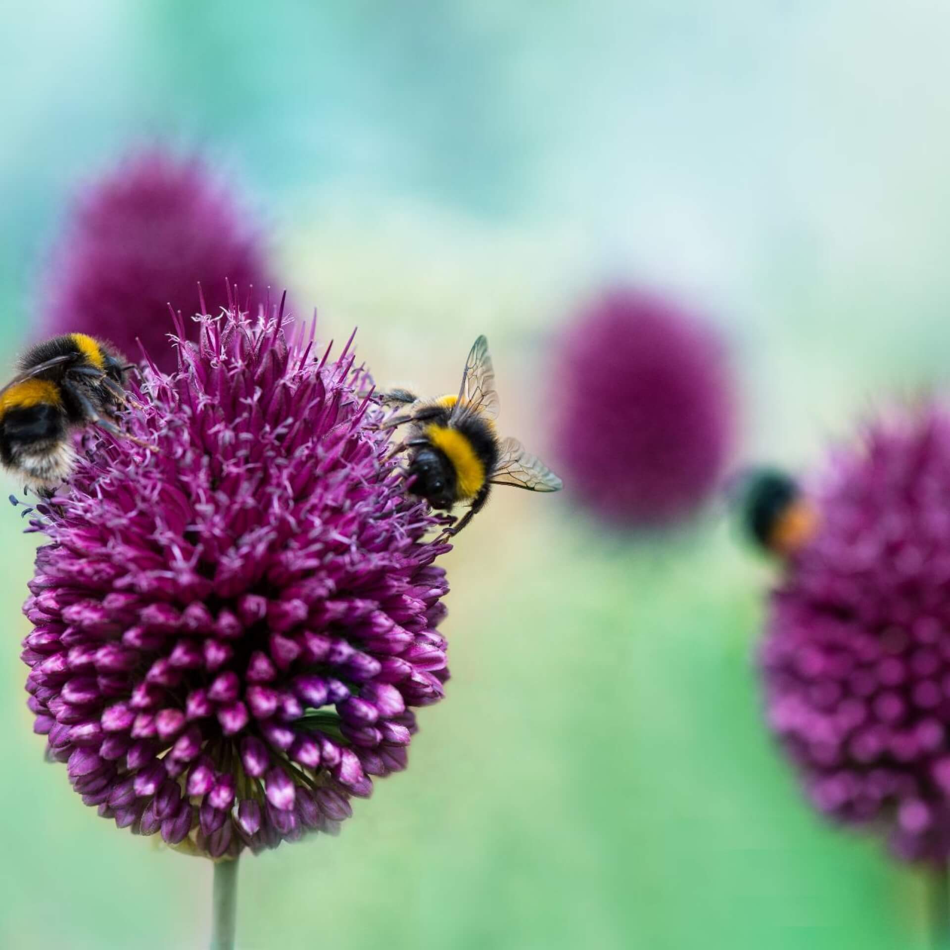 Kugelköpfiger Lauch (Allium sphaerocephalon)