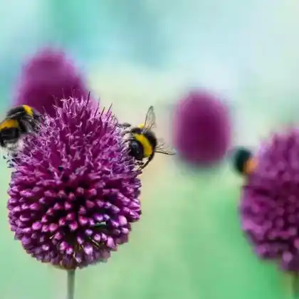Foto von Kugelköpfiger Lauch (Allium sphaerocephalon)