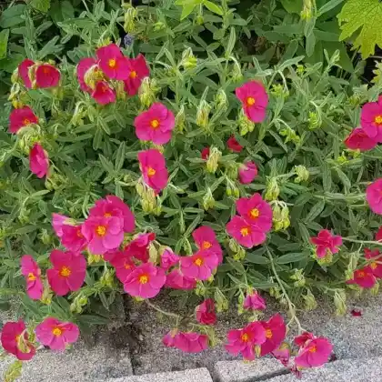 Foto von Sonnenröschen 'Ben Hope' (Helianthemum x cultorum 'Ben Hope')