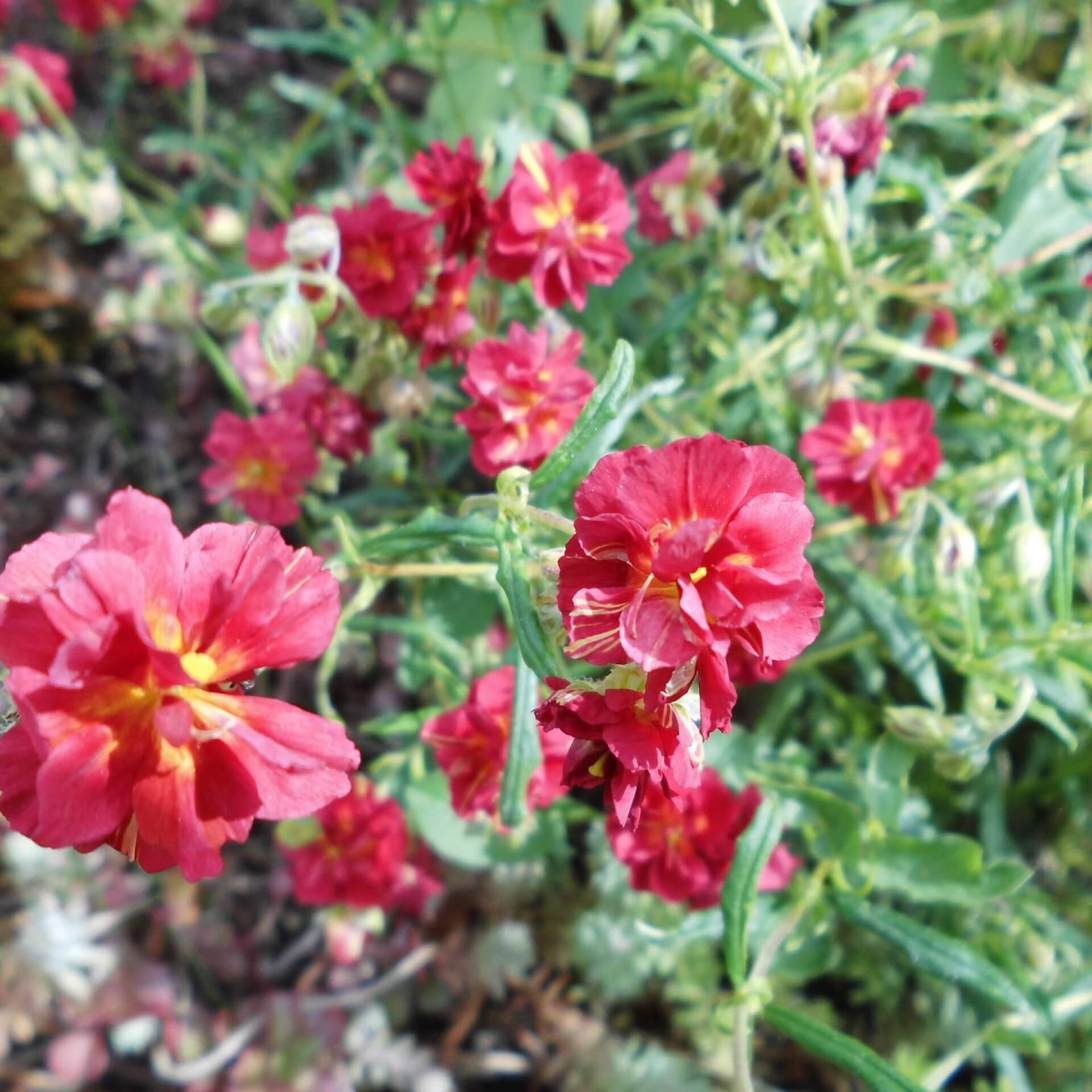 Sonnenröschen 'Cerise Queen' (Helianthemum x cultorum 'Cerise Queen')