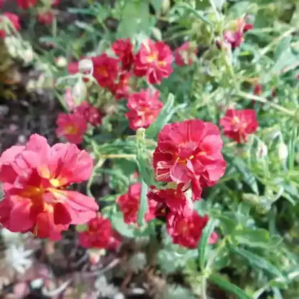 Foto von Sonnenröschen 'Cerise Queen' (Helianthemum x cultorum 'Cerise Queen')