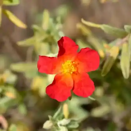 Foto von Sonnenröschen 'Fire Dragon' (Helianthemum x cultorum 'Fire Dragon')
