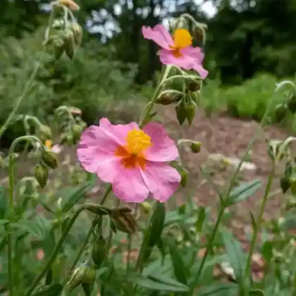 Foto von Sonnenröschen 'Lawrensons Pink' (Helianthemum x cultorum 'Lawrensons Pink')