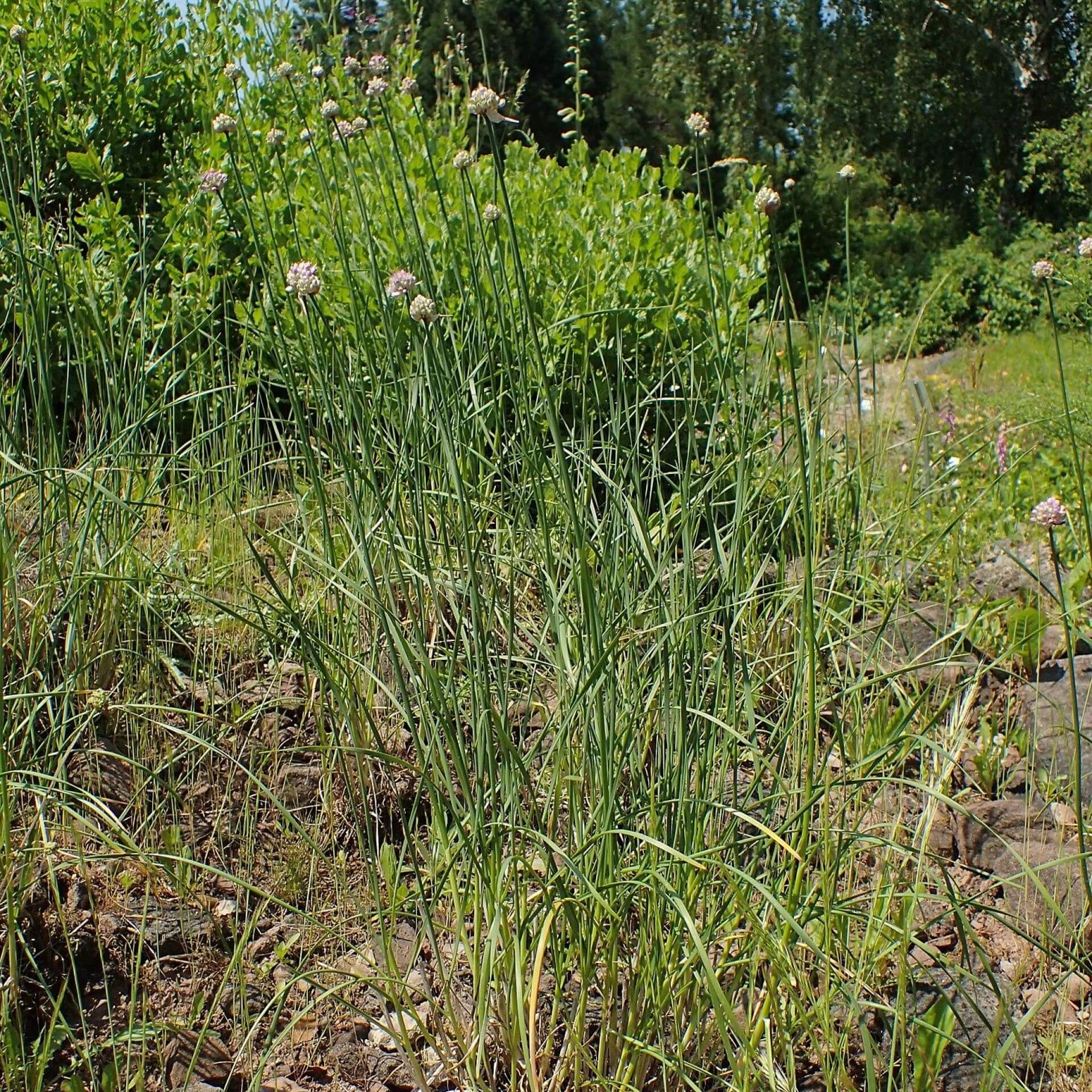 Steifer Lauch (Allium strictum)